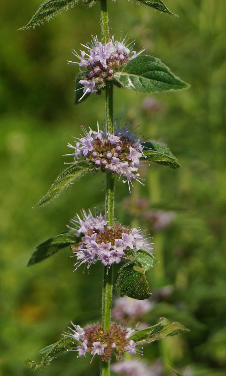 Изображение особи Mentha arvensis.