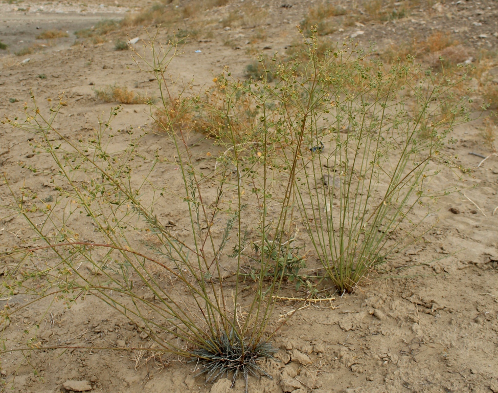 Изображение особи Euphorbia seguieriana.