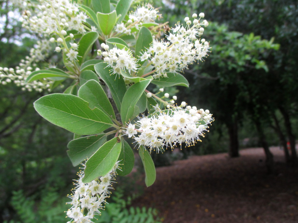 Image of Terminalia prunioides specimen.