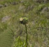 Cephalaria gigantea. Нераспустившееся соцветие с пауком. Кабардино-Балкария, Эльбрусский р-н, южный склон Эльбруса над дорогой, ведущей к Терскольской обсерватории. 20.08.2009.