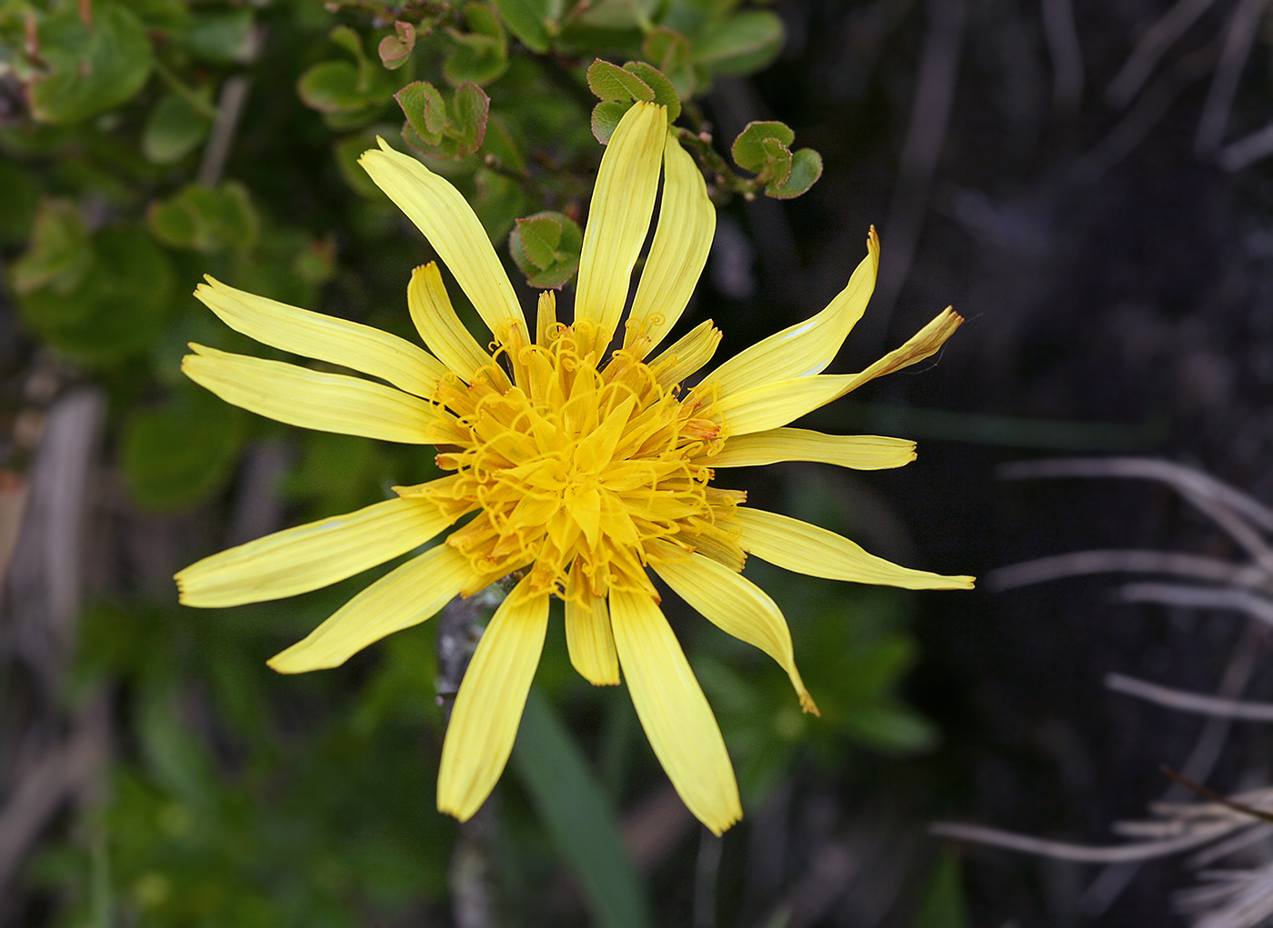 Изображение особи Scorzonera humilis.