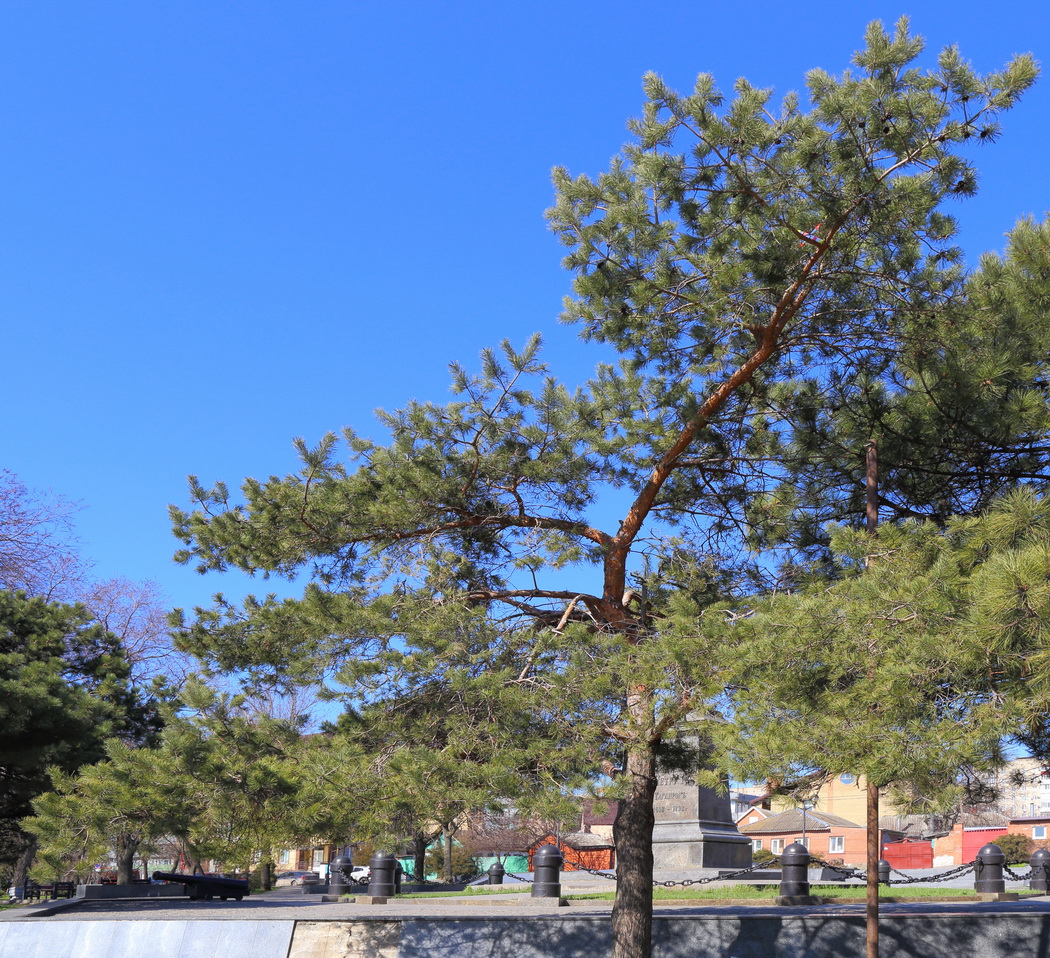 Image of genus Pinus specimen.