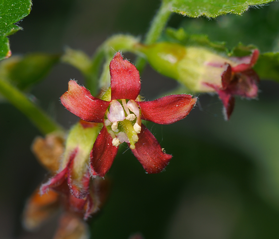 Image of Ribes &times; nidigrolaria specimen.