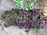 Coleus scutellarioides. Вегетирующие растения. Израиль, г. Бат-Ям, в озеленении. 04.06.2018.