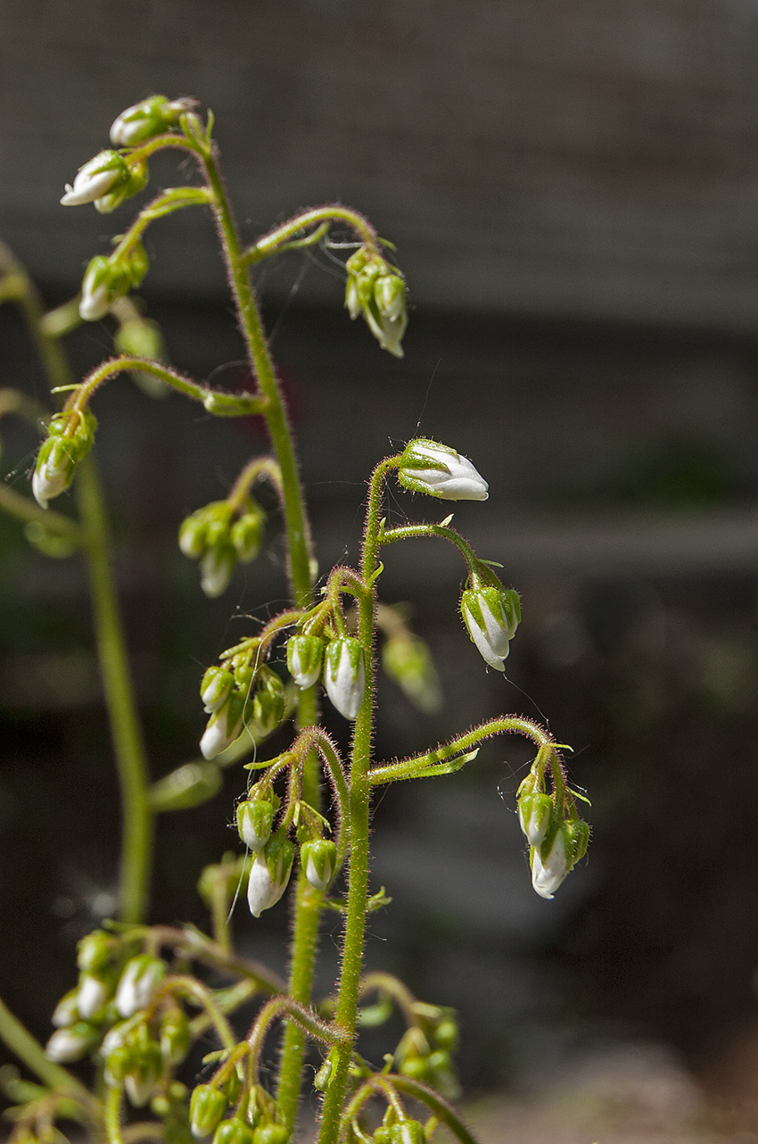 Image of Saxifraga hirsuta specimen.