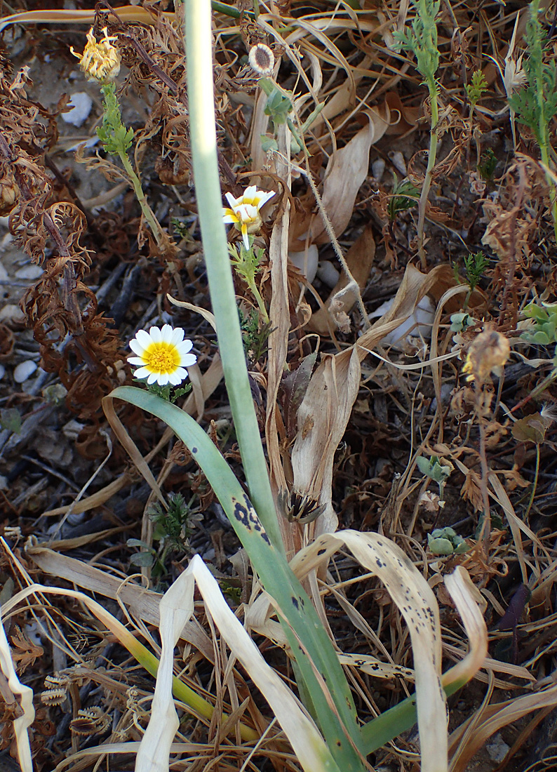 Image of Ornithogalum arabicum specimen.