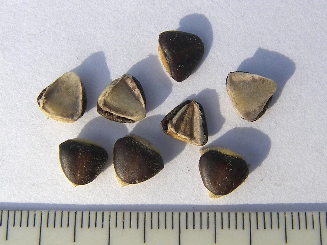 Image of Aristolochia sempervirens specimen.