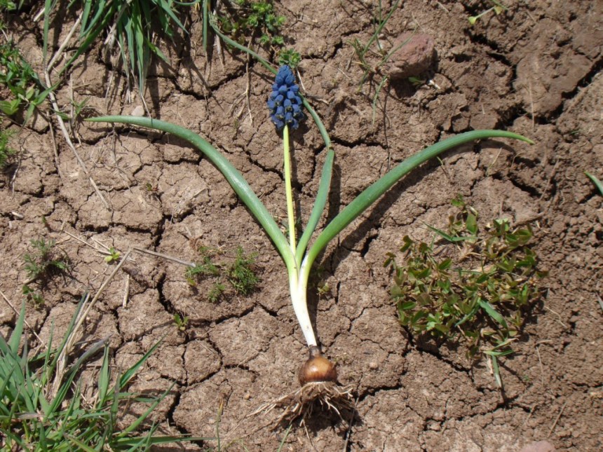 Image of Bellevalia pycnantha specimen.