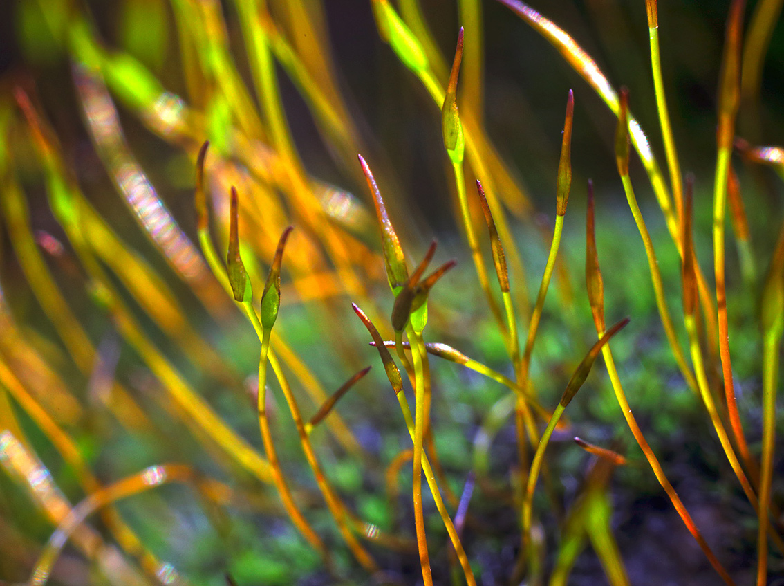 Изображение особи отдел Bryophyta.