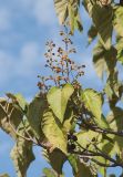 Paulownia tomentosa. Ветвь с бутонами. Черноморское побережье Кавказа, м/о город-курорт Сочи, Адлерский р-н, в культуре в озеленении территории аэропорта. 30.10.2018.