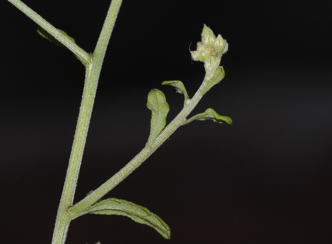 Image of Cyanthillium cinereum specimen.