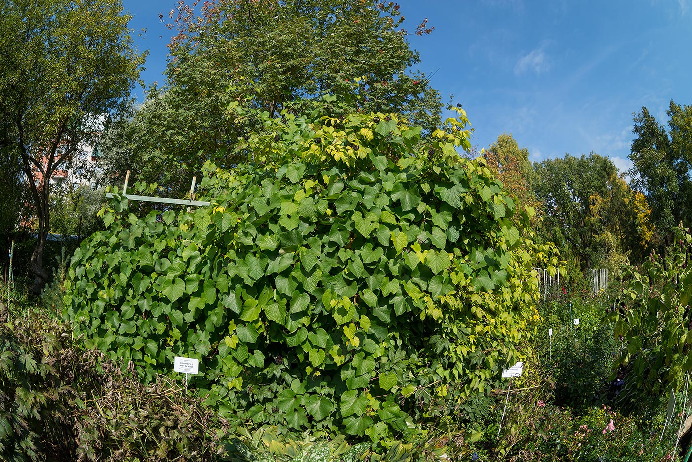 Image of Vitis amurensis specimen.