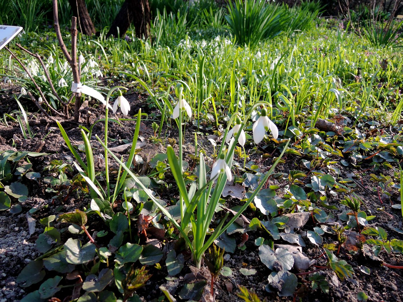 Image of genus Galanthus specimen.