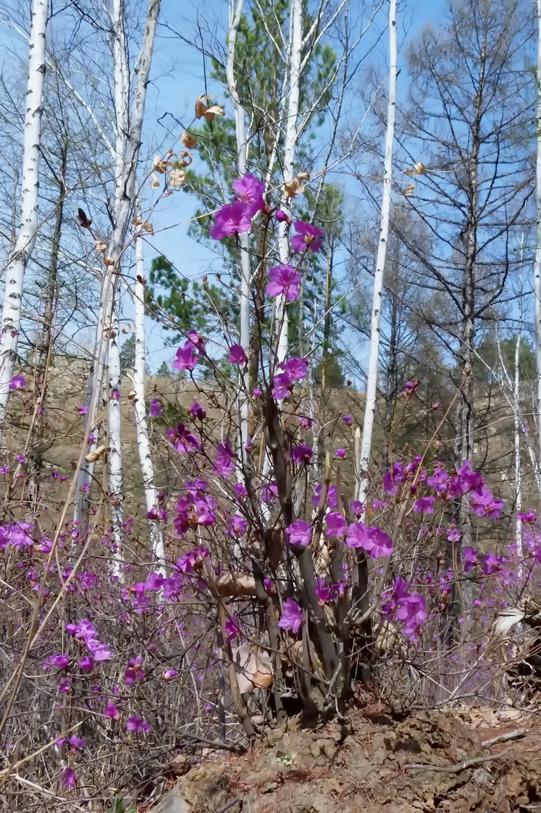 Image of Rhododendron dauricum specimen.