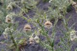 Cirsium echinus