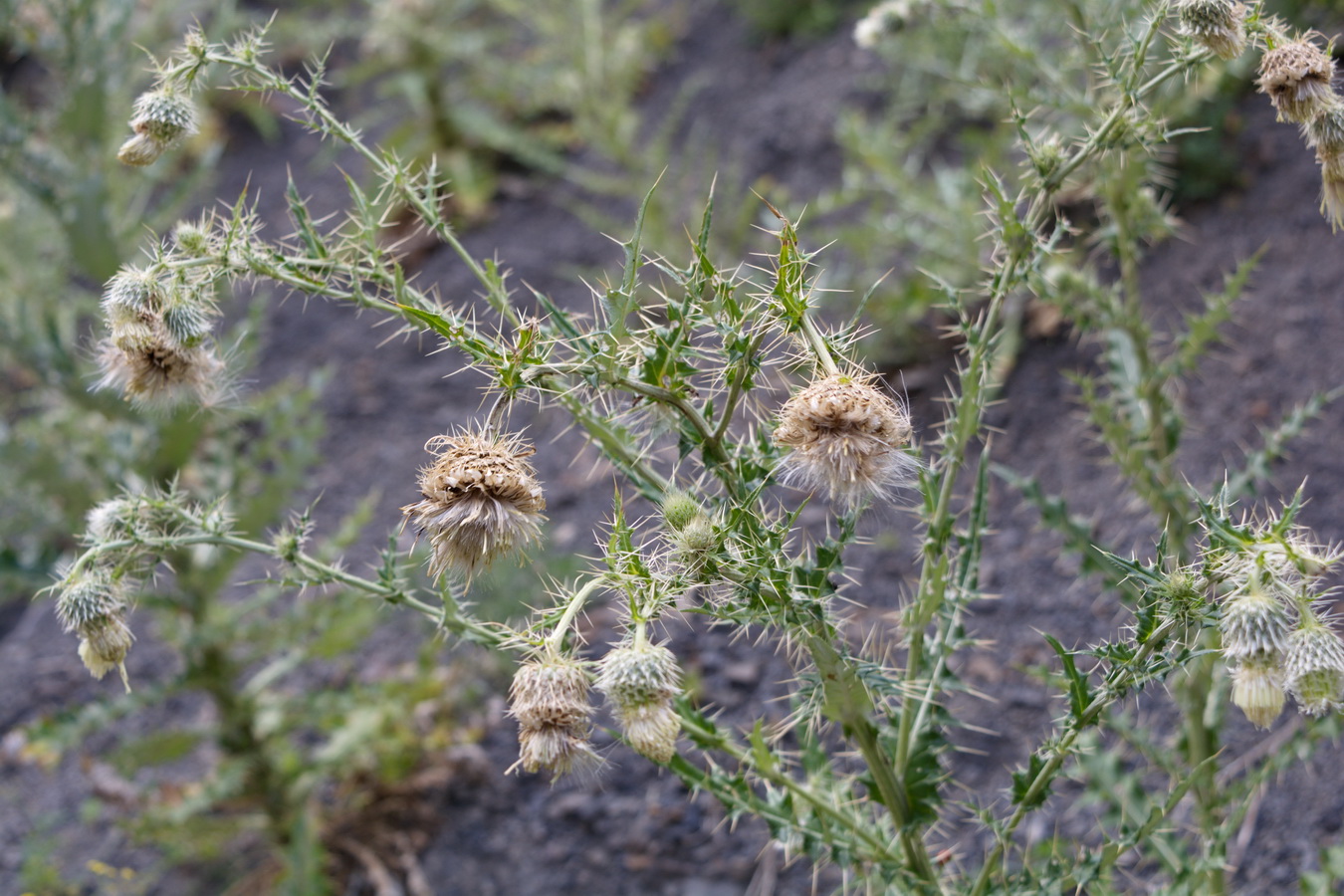 Изображение особи Cirsium echinus.