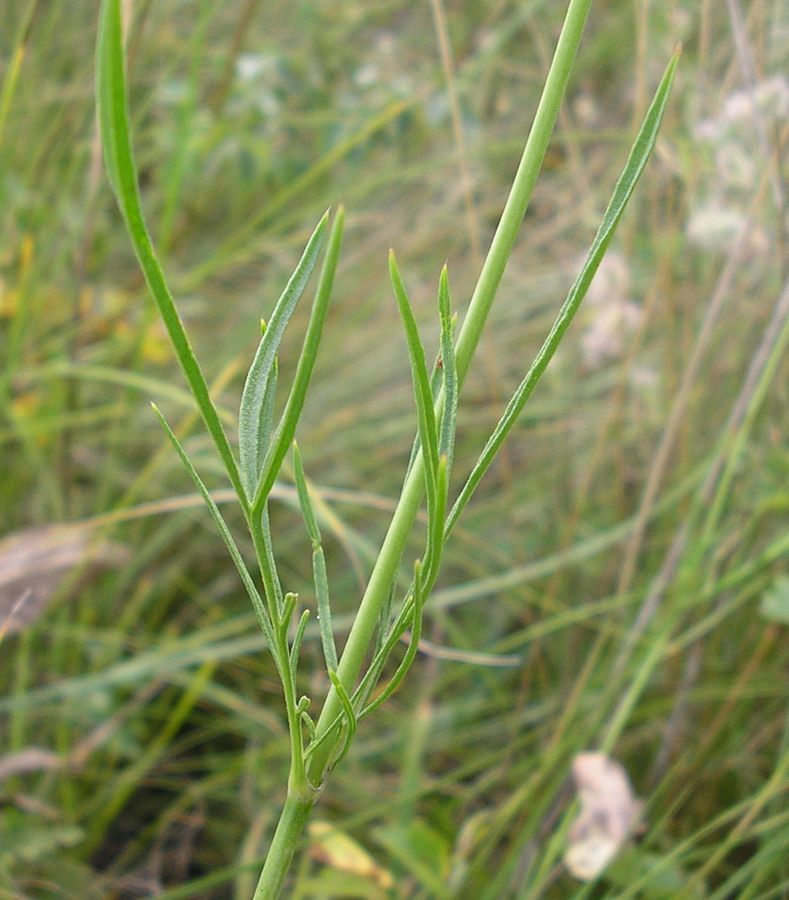 Изображение особи Scabiosa ochroleuca.