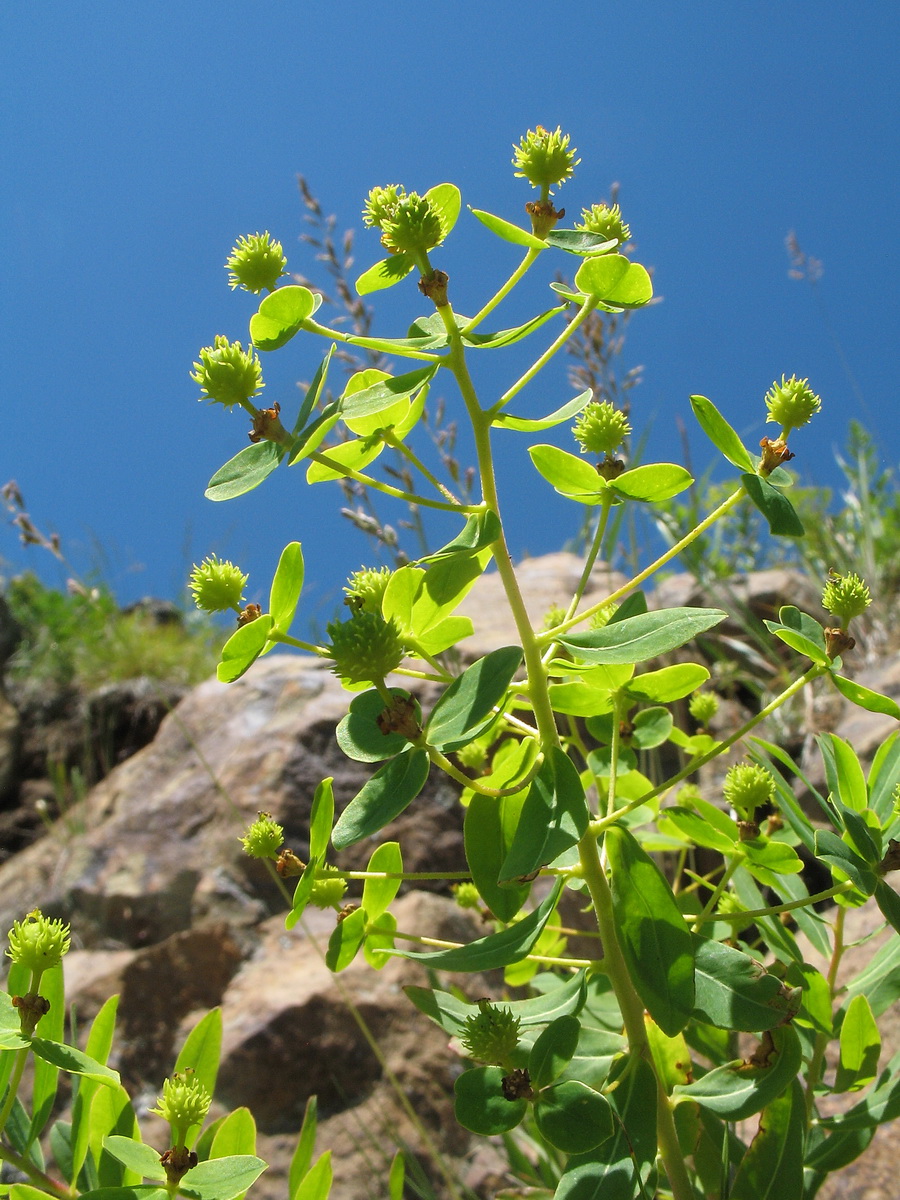 Изображение особи Euphorbia macrorhiza.