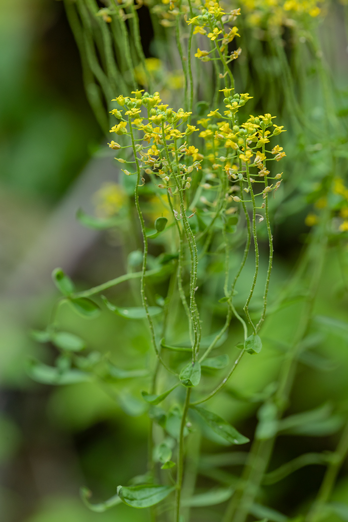 Изображение особи род Alyssum.