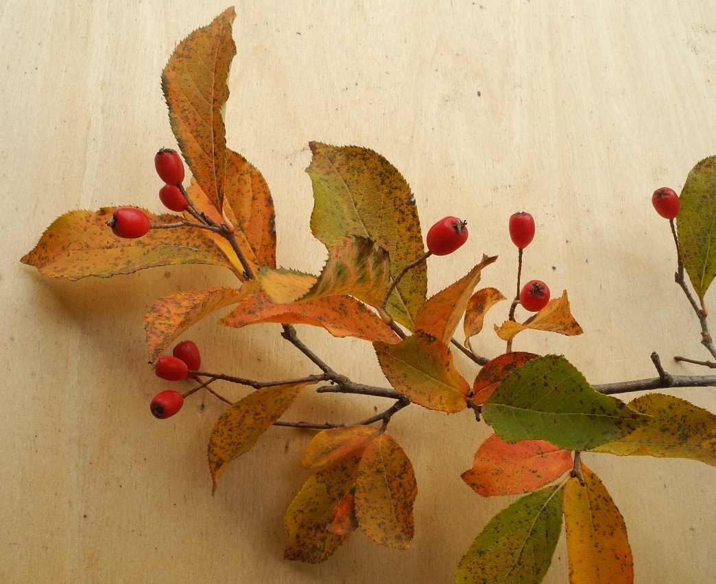 Image of Photinia villosa specimen.