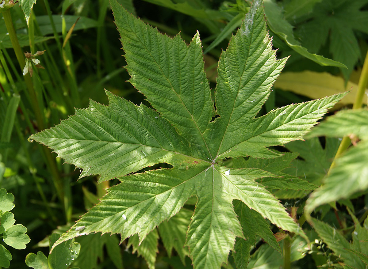 Image of Filipendula palmata specimen.