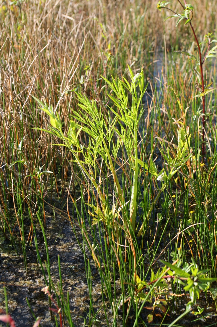 Image of Cicuta virosa specimen.