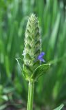 Nepeta nervosa