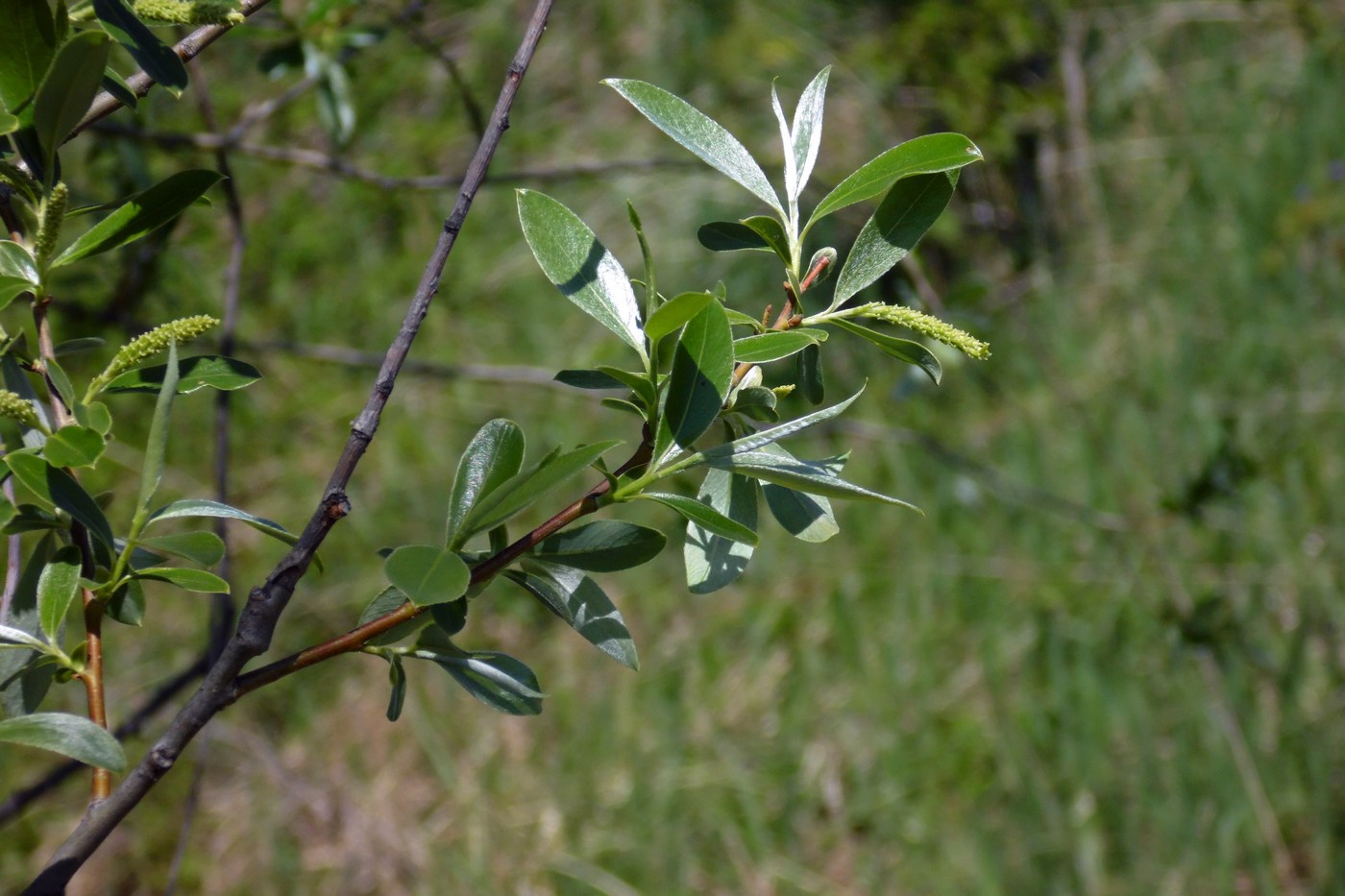 Image of Salix alba specimen.