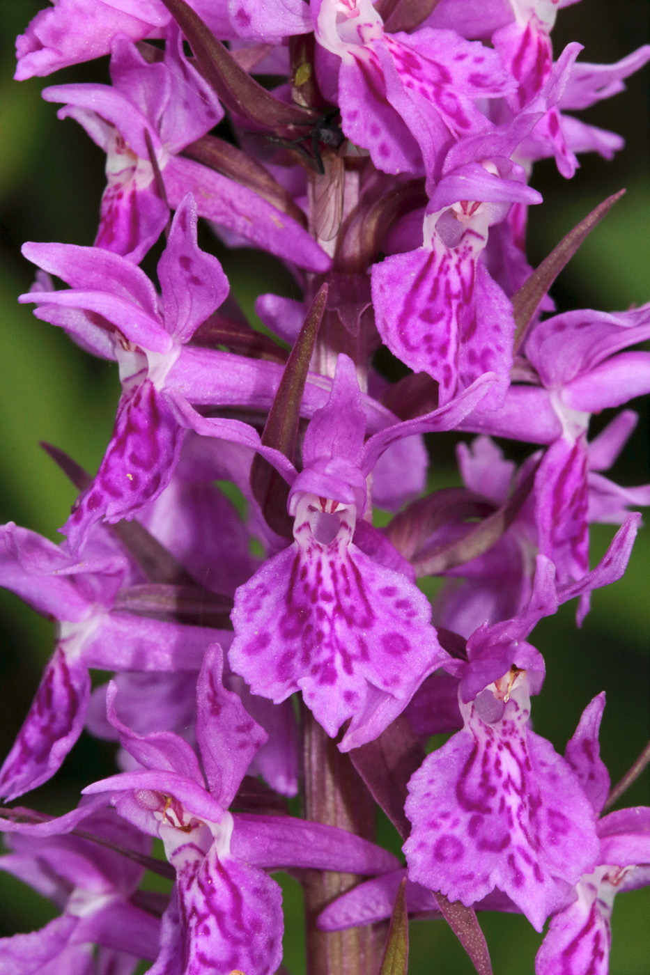 Image of Dactylorhiza urvilleana specimen.