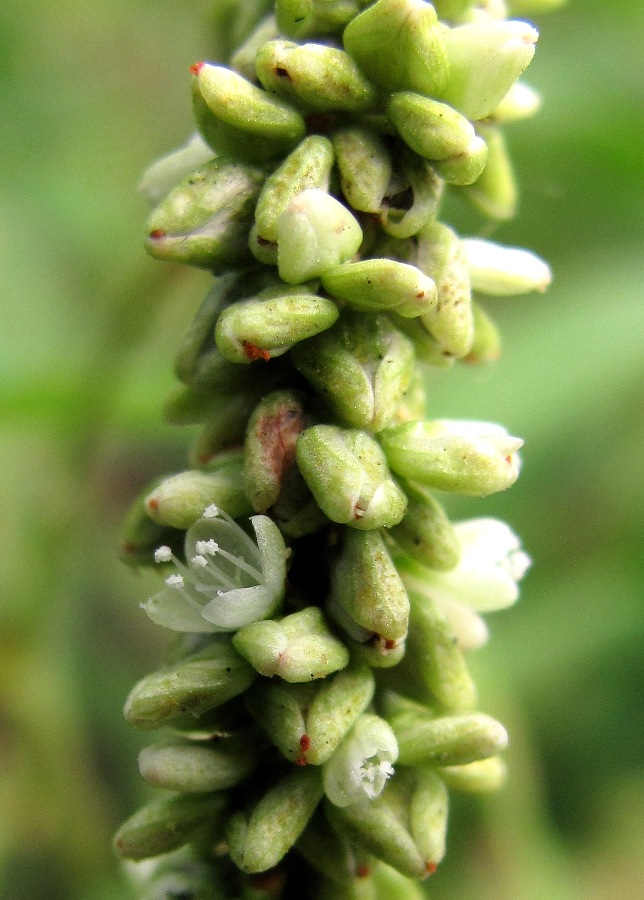 Image of Persicaria lapathifolia specimen.