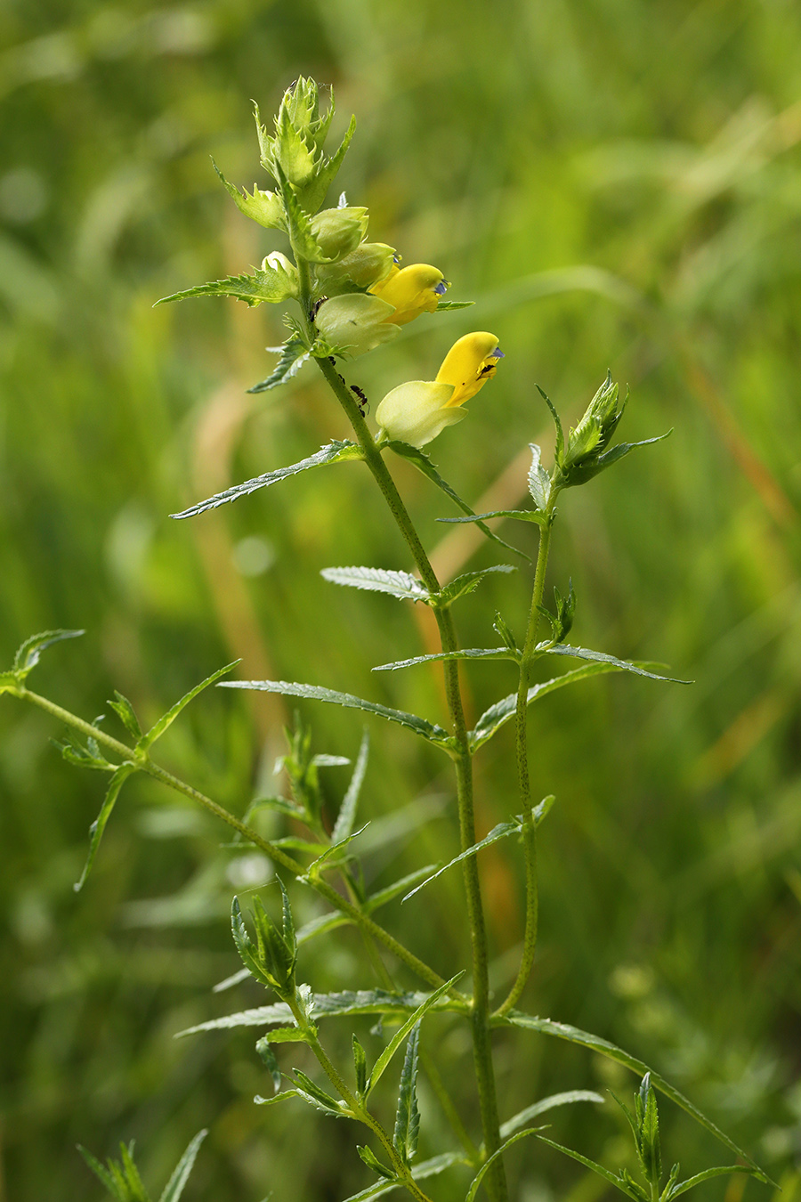 Image of Rhinanthus aestivalis specimen.