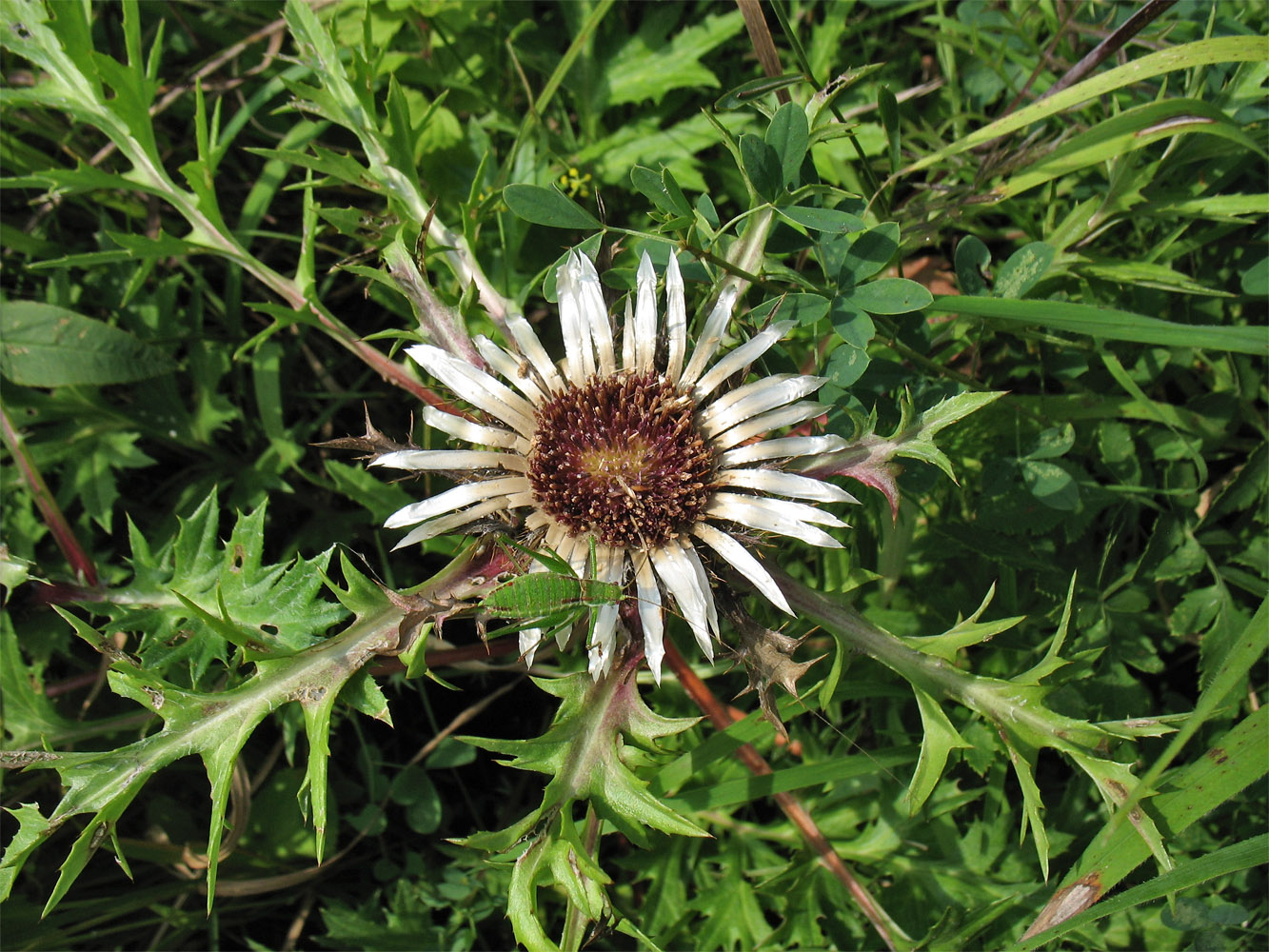 Image of Carlina cirsioides specimen.