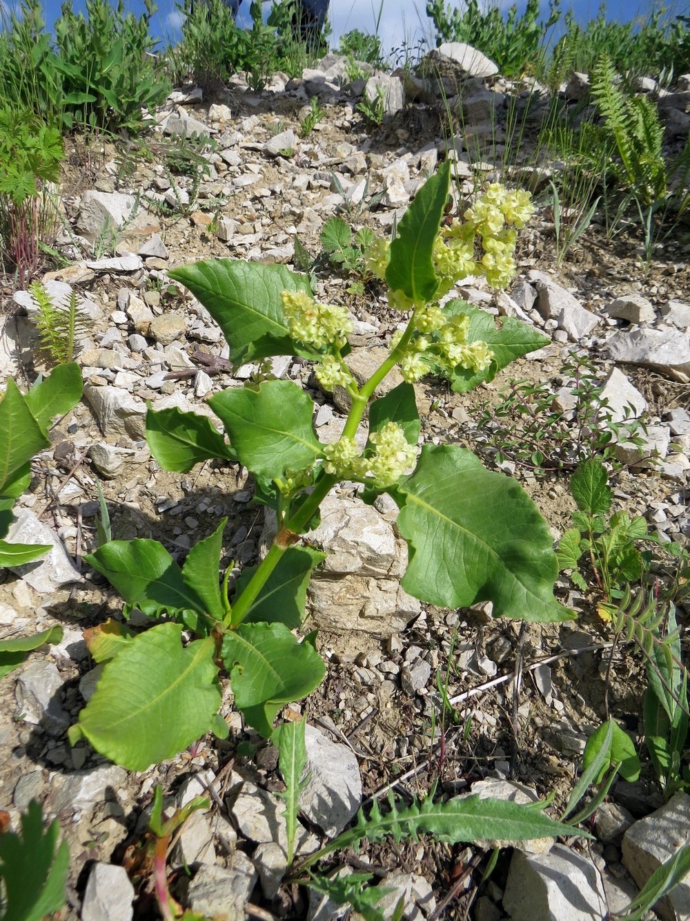 Изображение особи Aconogonon hissaricum.