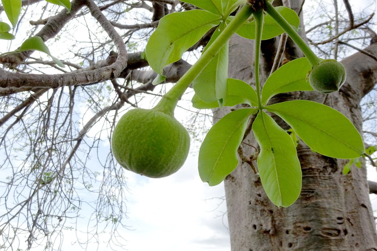 Image of Adansonia digitata specimen.