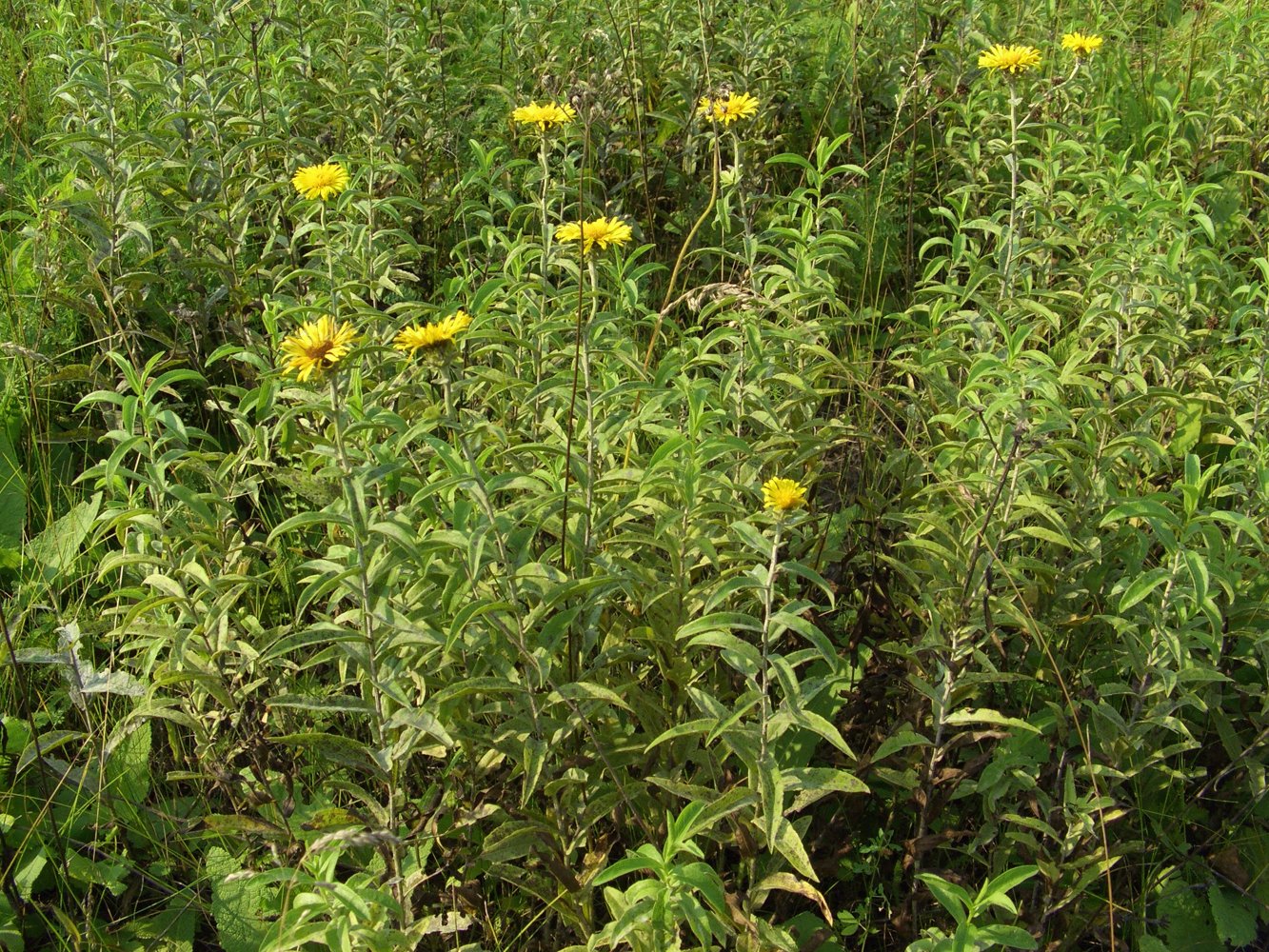 Image of Inula salicina specimen.