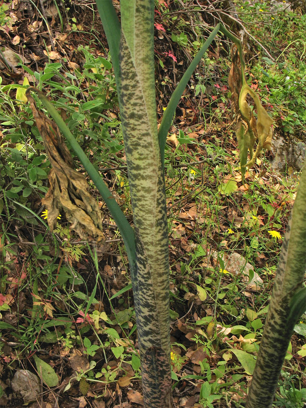 Изображение особи Dracunculus vulgaris.