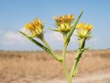 Inula caspica. Верхушка цветущего растения. Краснодарский край, м/о Анапа, окр. станицы Благовещенская, Витязевский лиман, Витязевская коса, закреплённые пески. 17.08.2014.