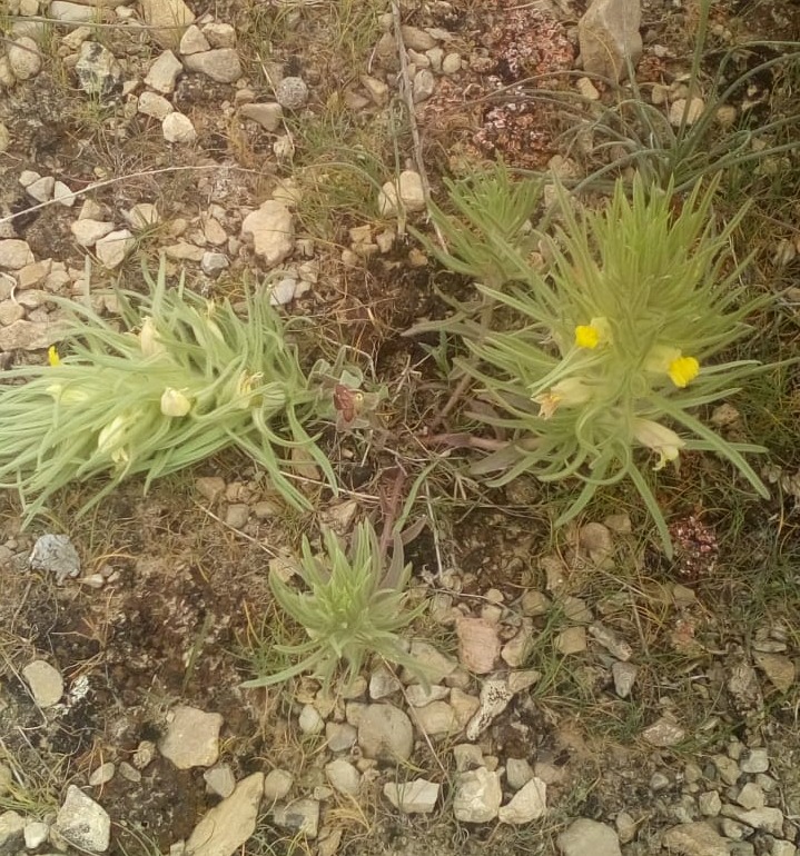 Image of Bungea trifida specimen.