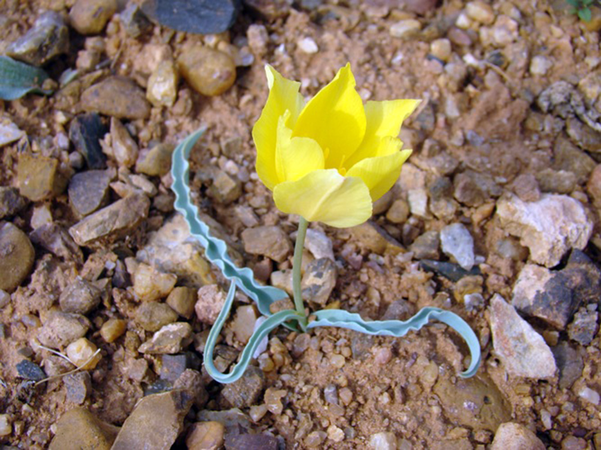 Image of Tulipa korolkowii specimen.