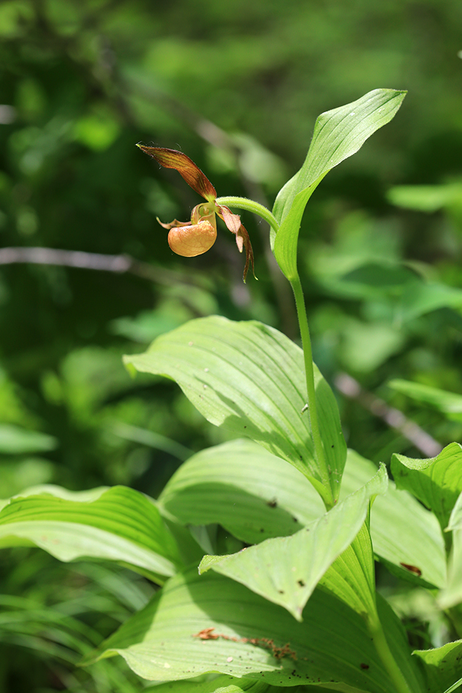 Image of Cypripedium shanxiense specimen.