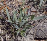 Gypsophila altissima