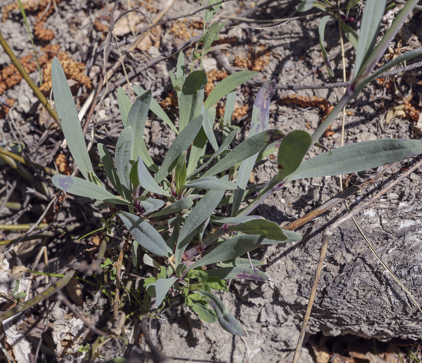 Image of Gypsophila altissima specimen.