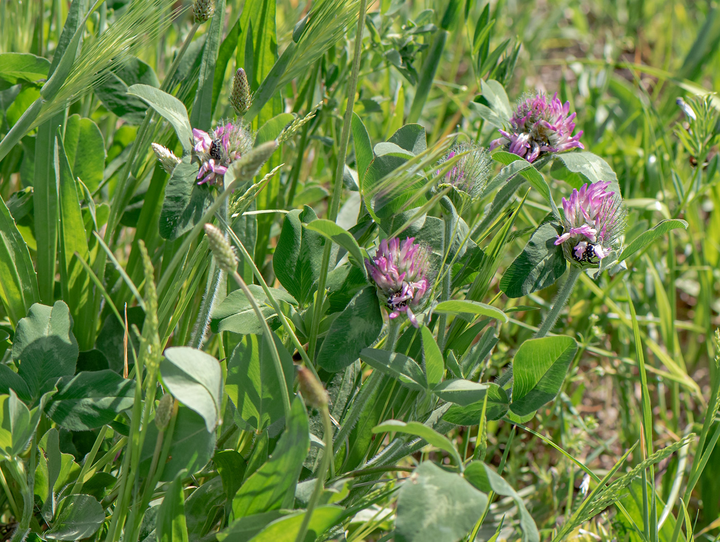 Изображение особи Trifolium pratense.