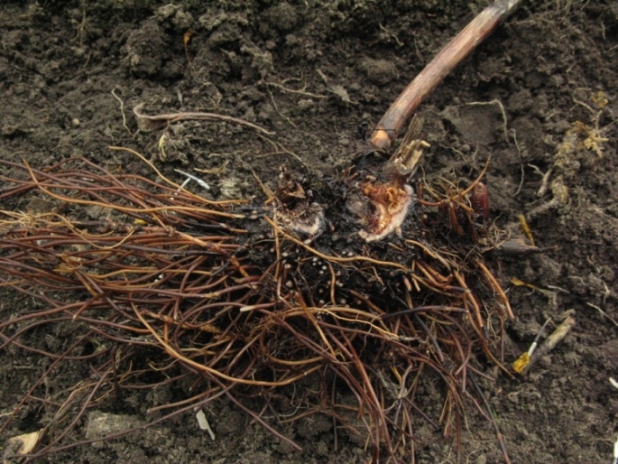 Image of Saussurea stolbensis specimen.