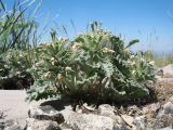 Phlomoides sewerzovii