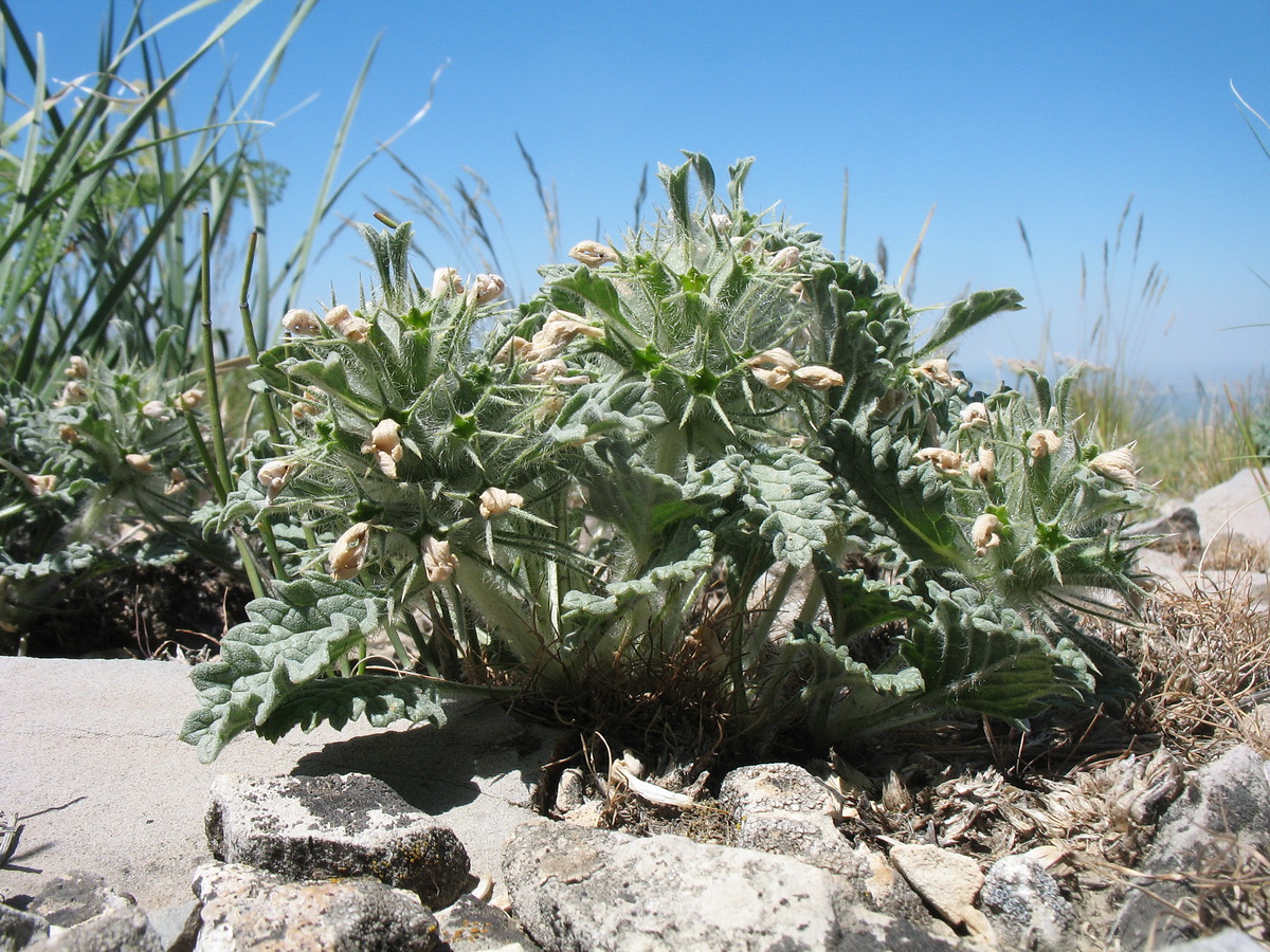 Image of Phlomoides sewerzovii specimen.