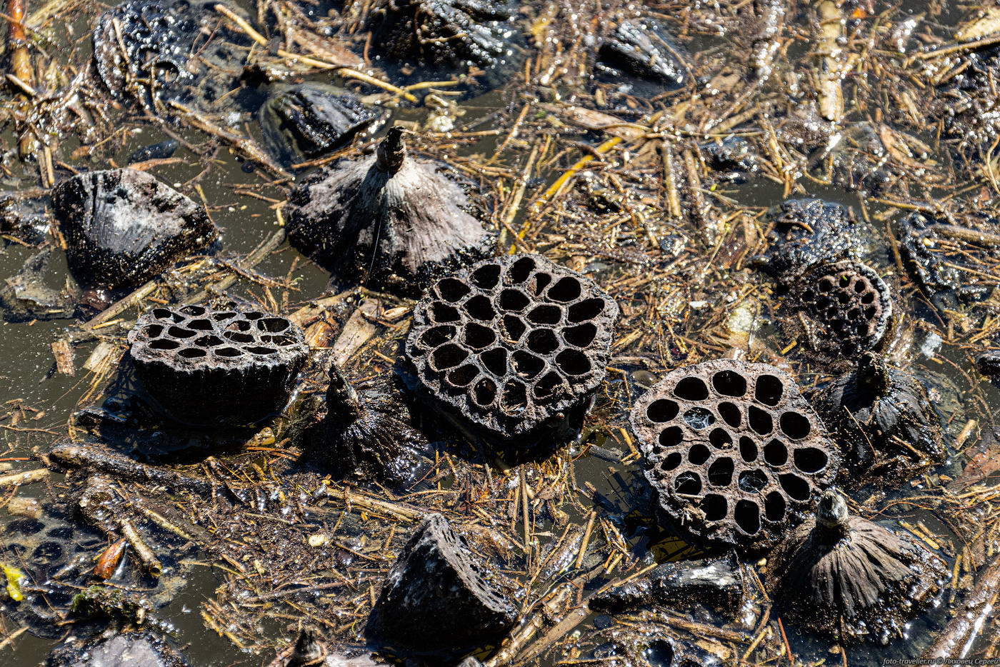 Image of Nelumbo caspica specimen.