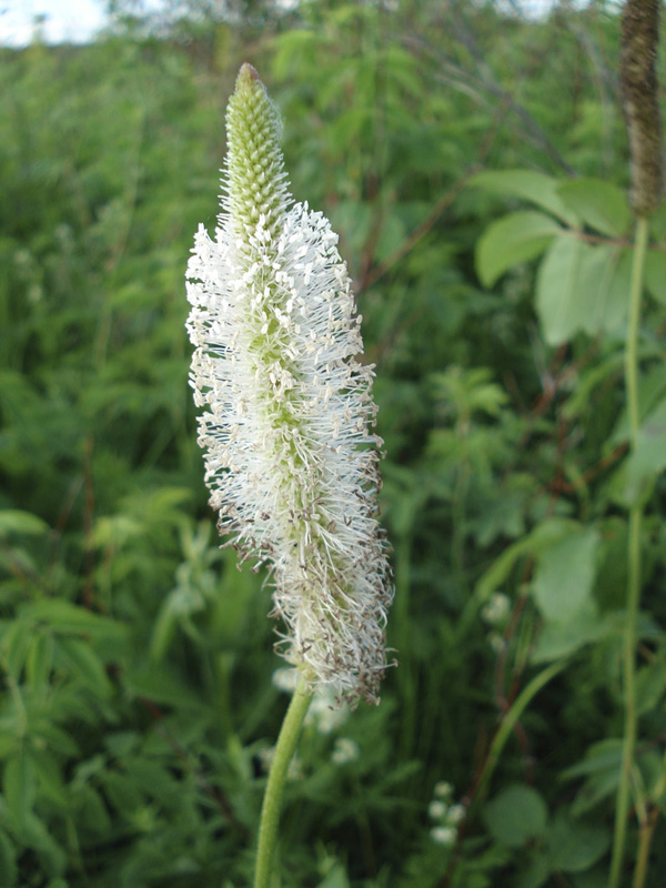 Image of Plantago maxima specimen.