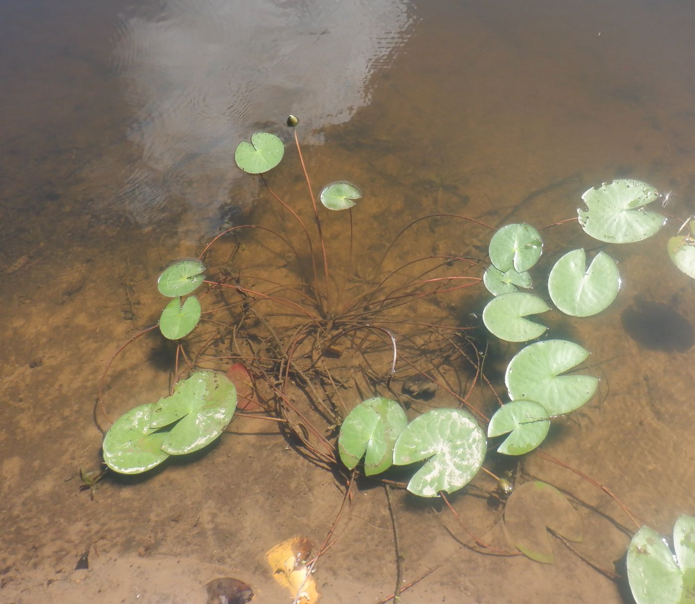 Изображение особи Nymphaea candida.