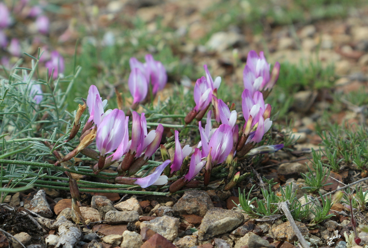 Image of Astragalus subuliformis specimen.